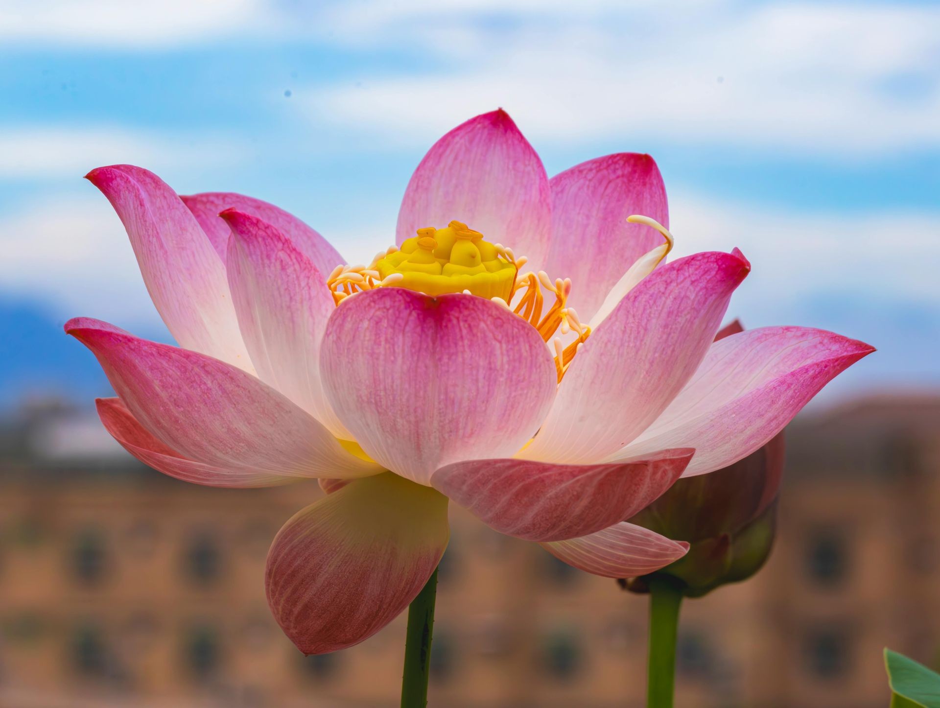 Astrological Herbal Consultations - Mind, Body & Spirit ~ £125