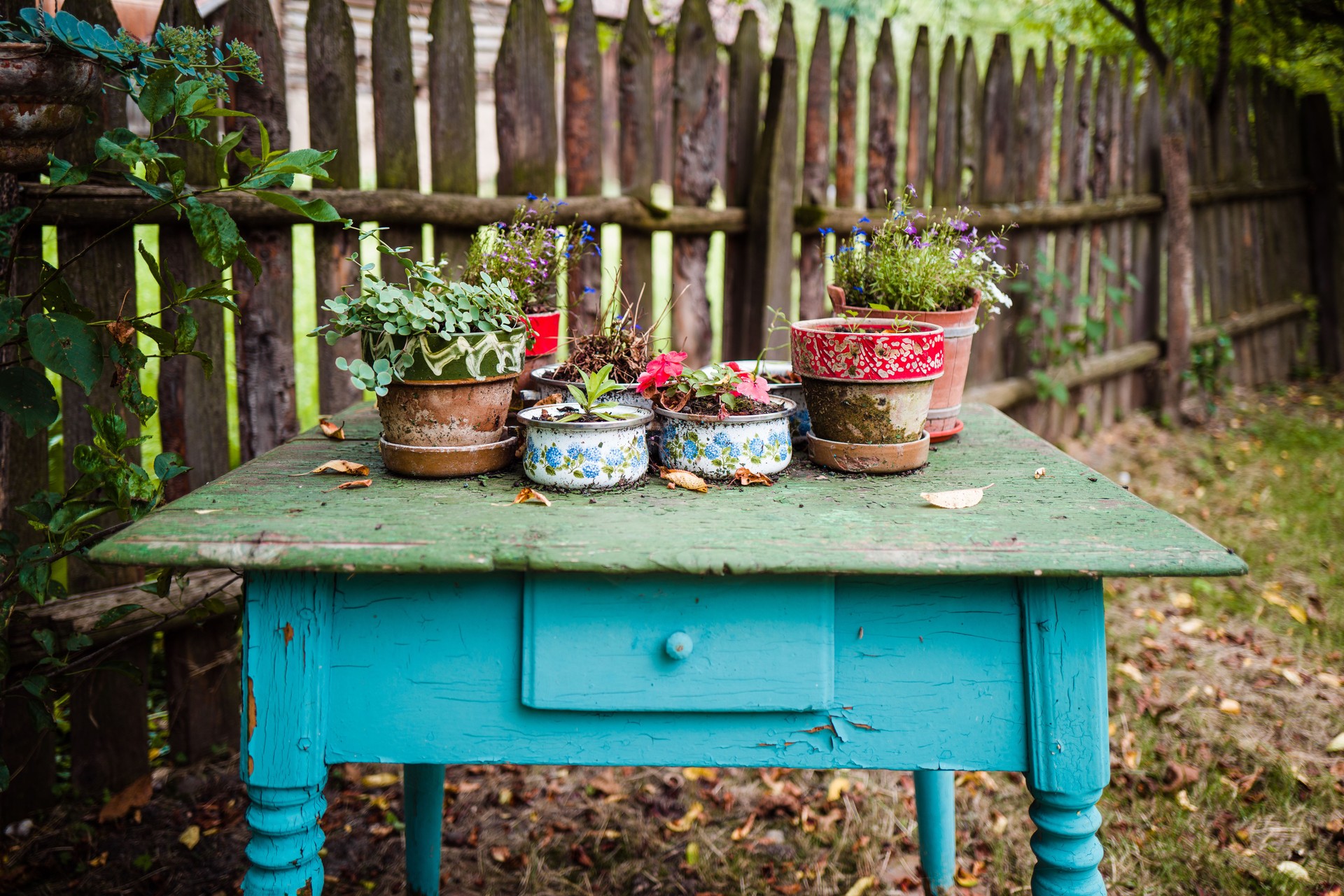 Selection of potted plants on rustic wooden table outdoors