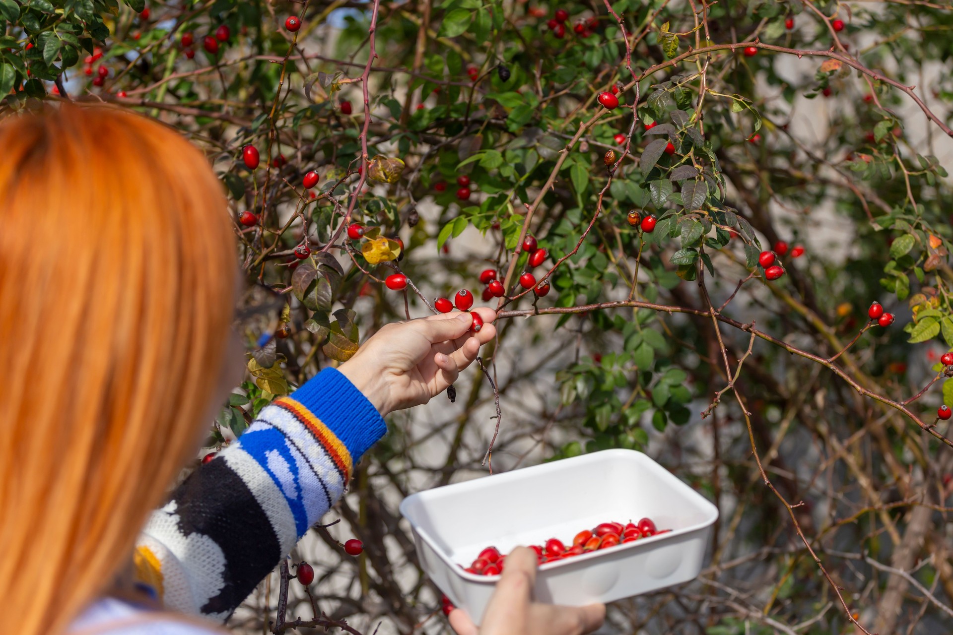 Food Foraging, rosehip